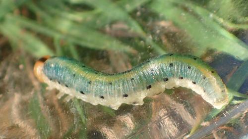 Réf. 266 919 : Emphytus truncatus